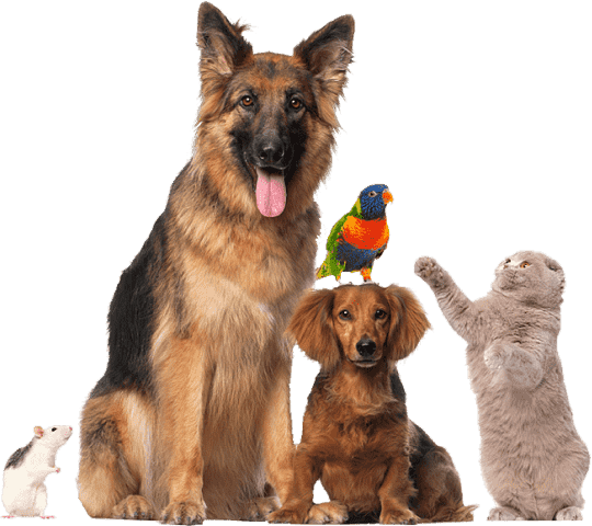 raw pet food