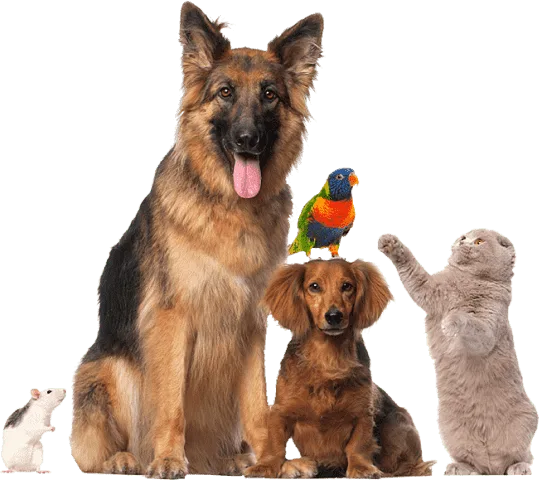 raw pet food